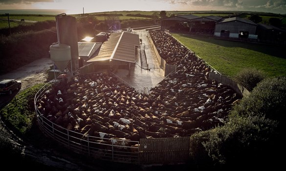 Aerial view of the collecting yard, filled with cattle, at Caulston Farm.